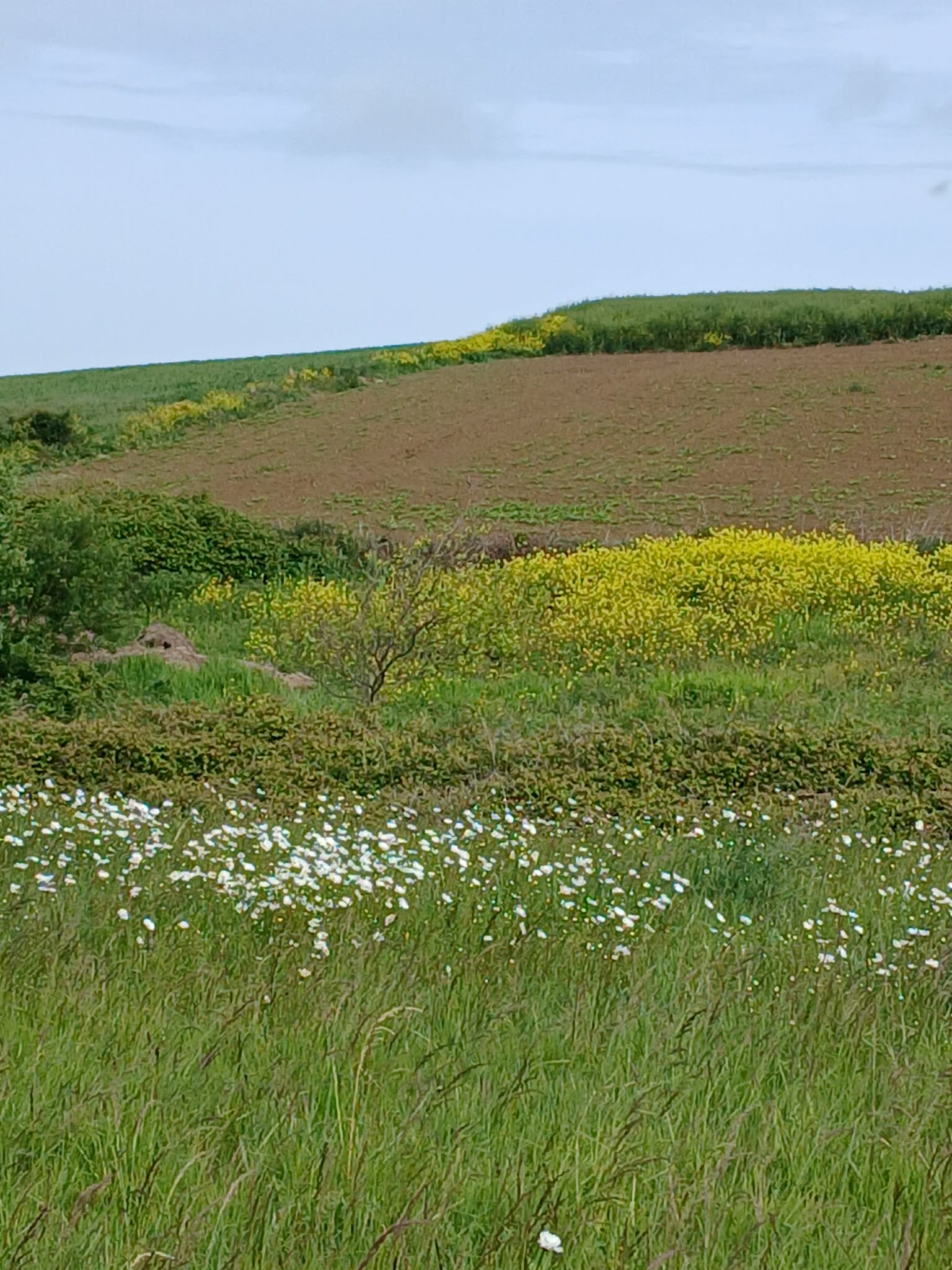 Image 239
