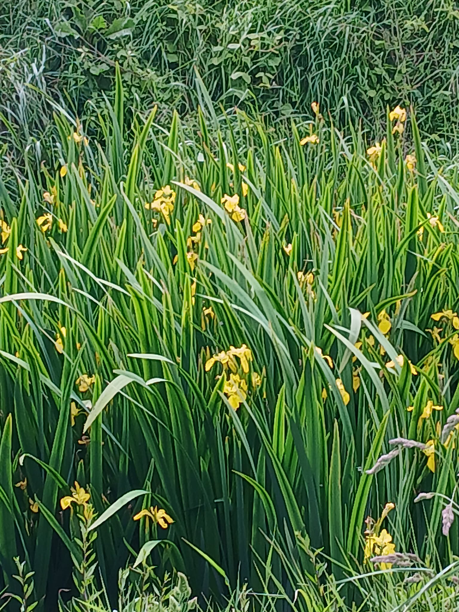 Image 86