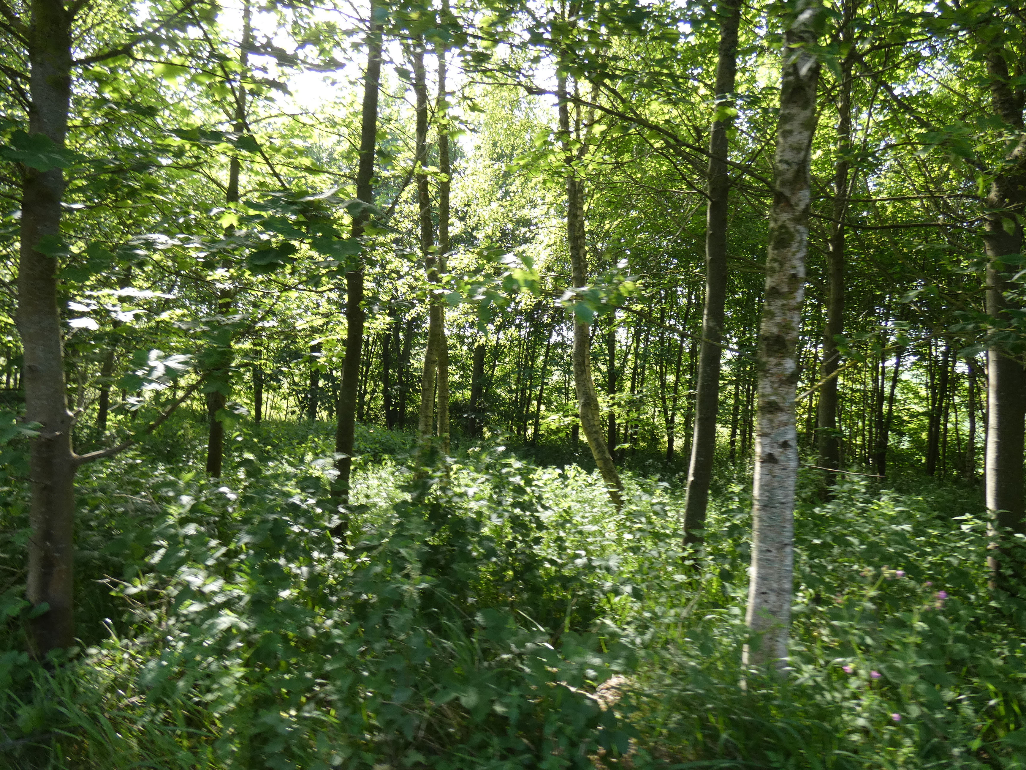 Image 76