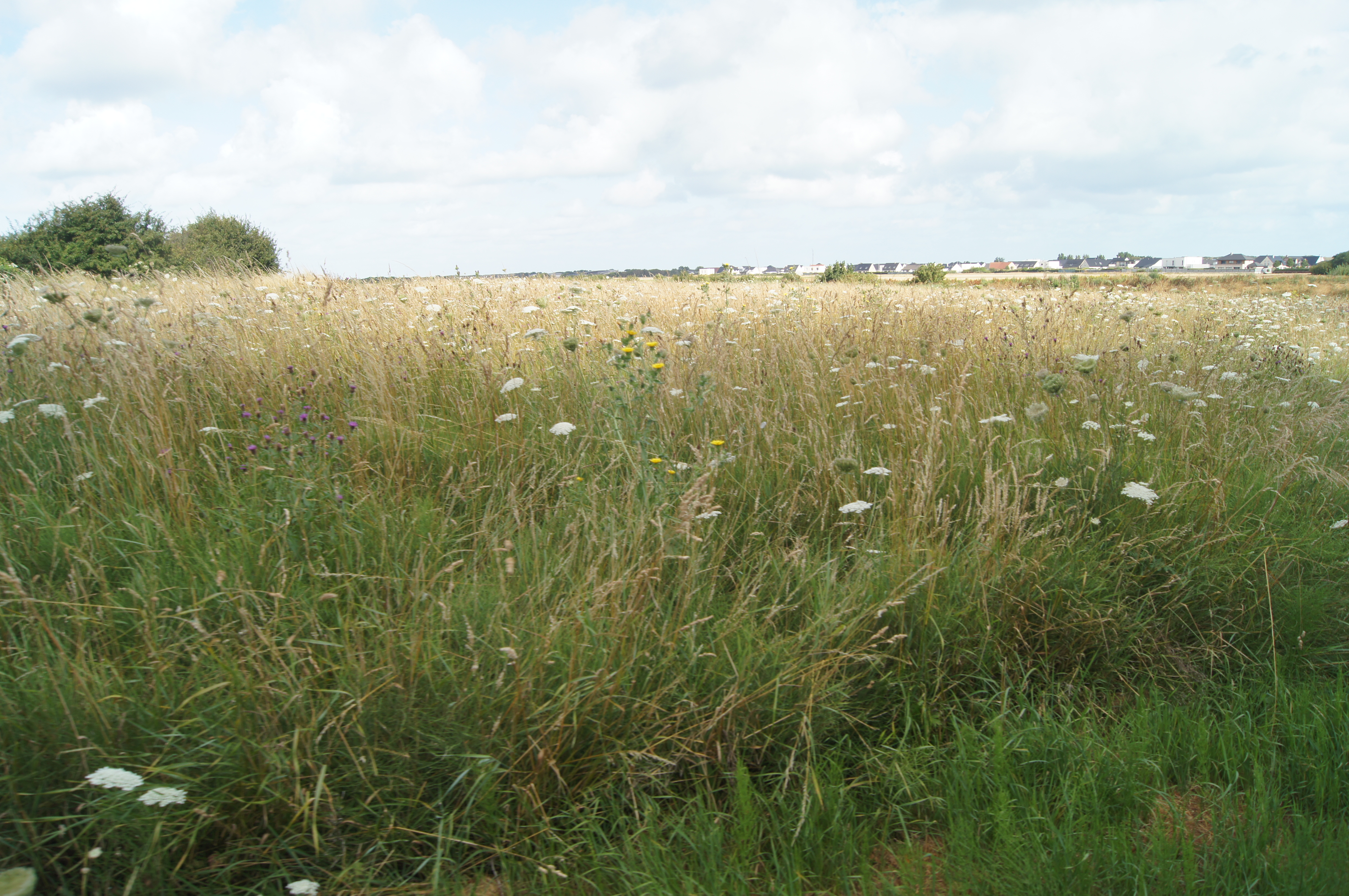 Image 142