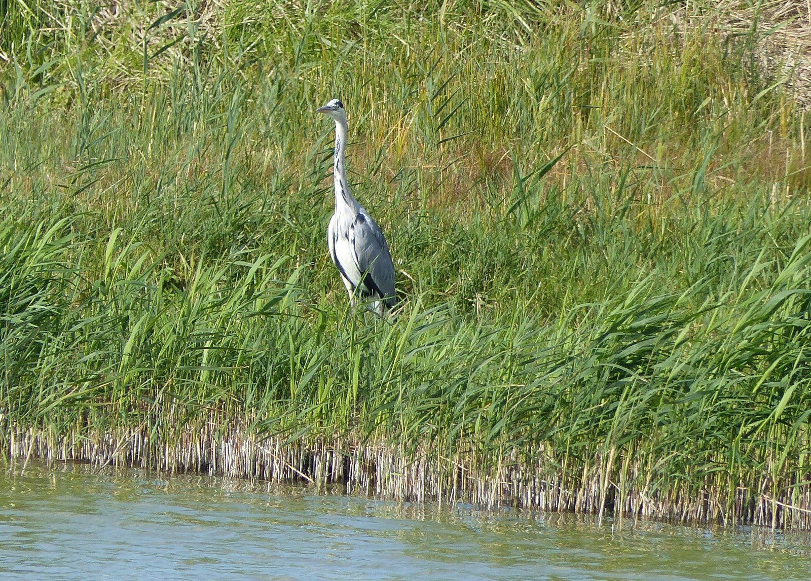 Image 184